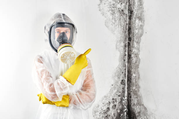 Mold Documentation for Insurance Claims in North Grosvenor Dale, CT